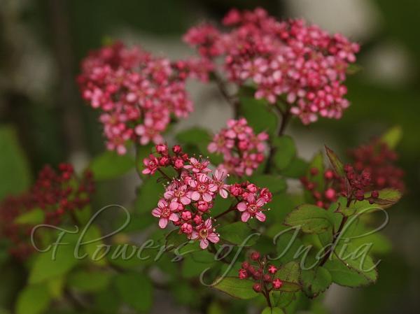 Arching Spirea